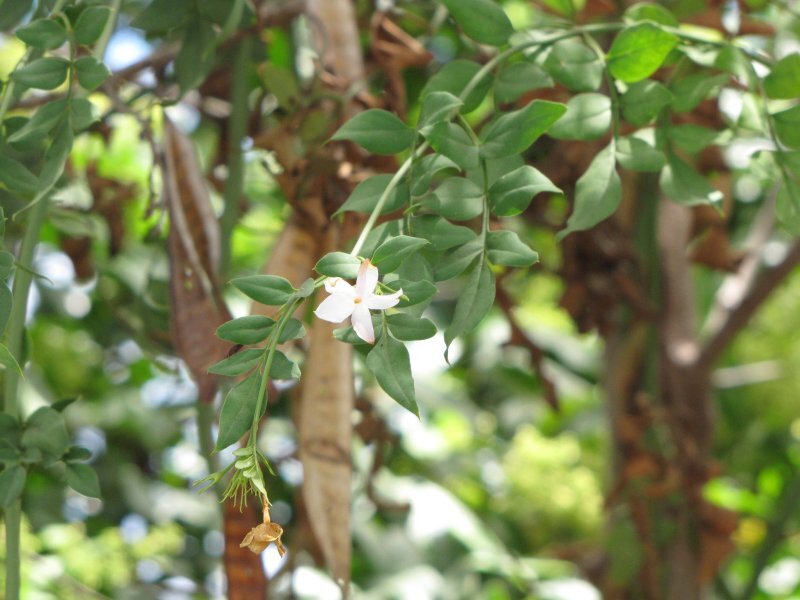 Jasminum grandiflorum