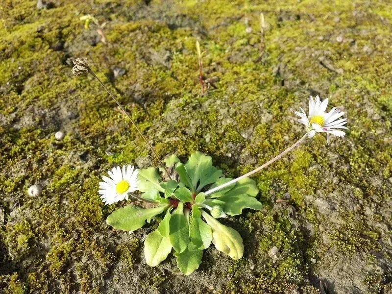 Bellis perennis