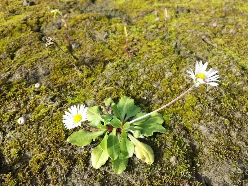 Bellis perennis