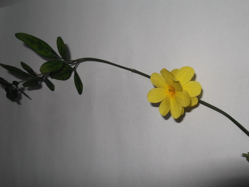 Jasminum mesnyi