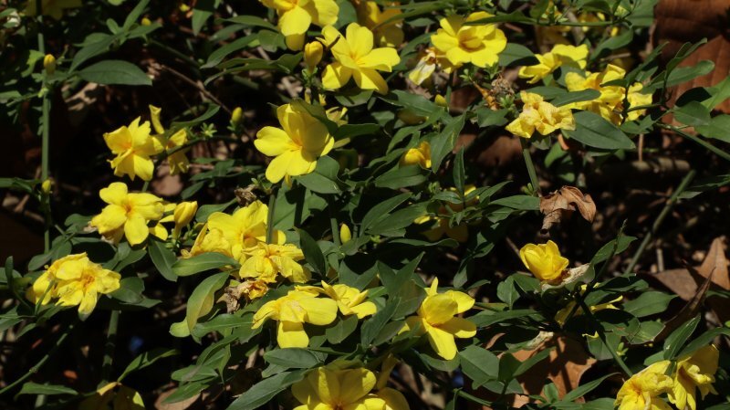 Jasminum nudiflorum