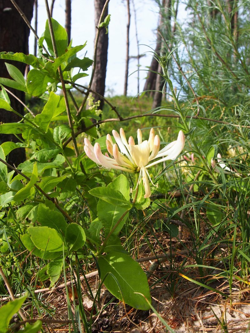 Lonicera periclymenum