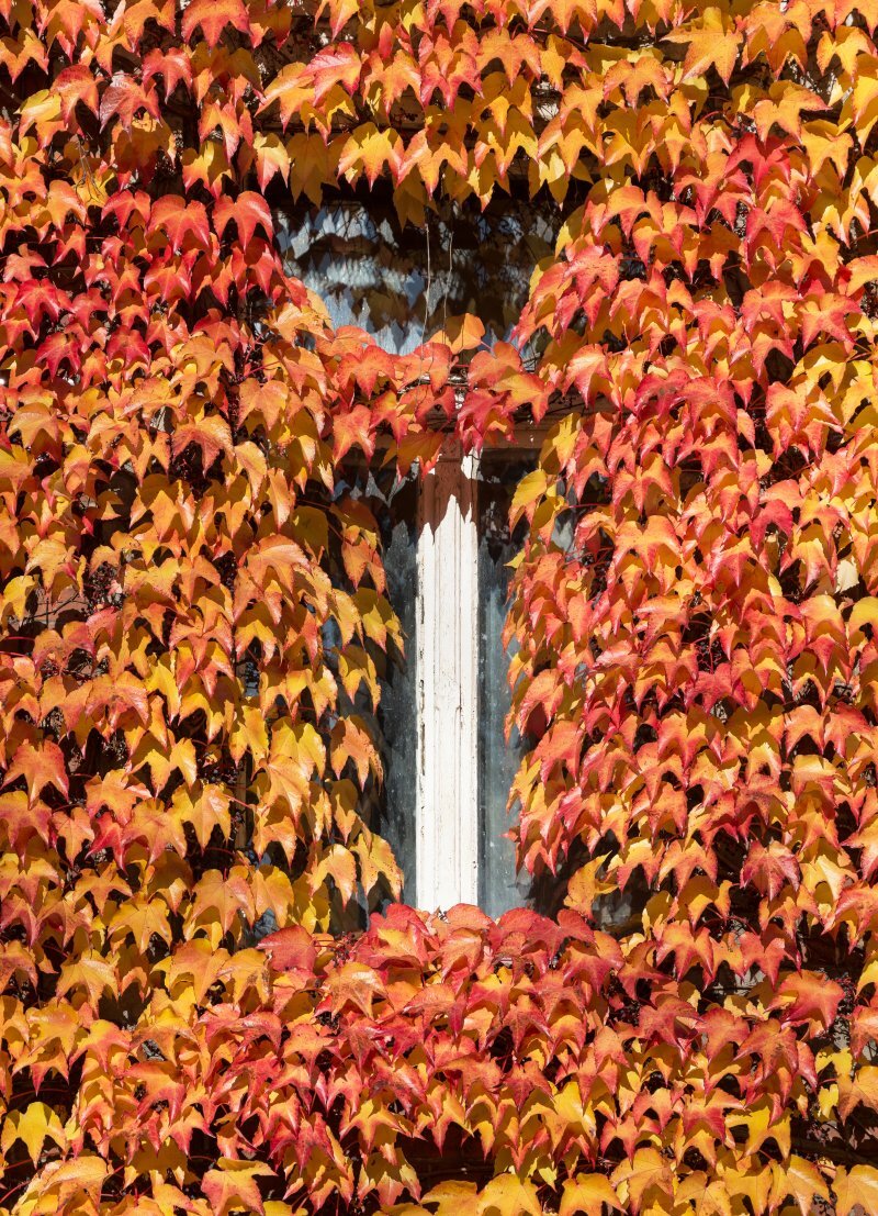Parthenocissus tricuspidata