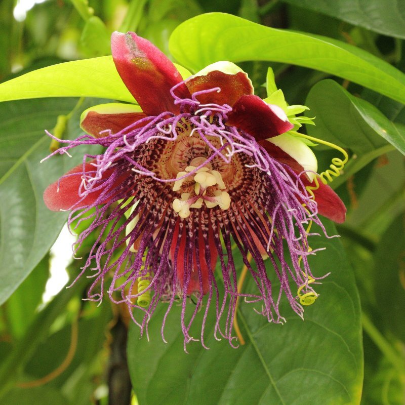 Passiflora quadrangularis