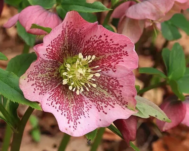 Helleborus orientalis