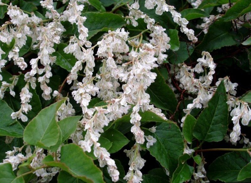 Polygonum baldschuanicum