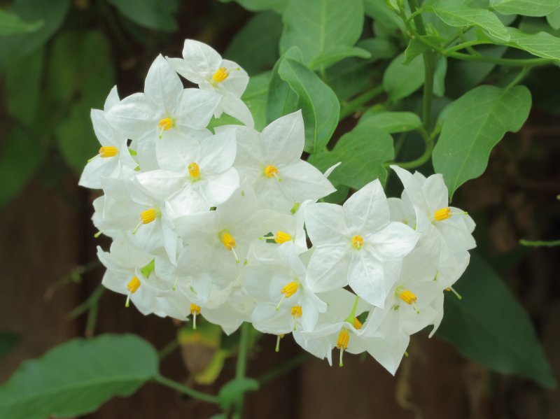 Solanum jasminoides