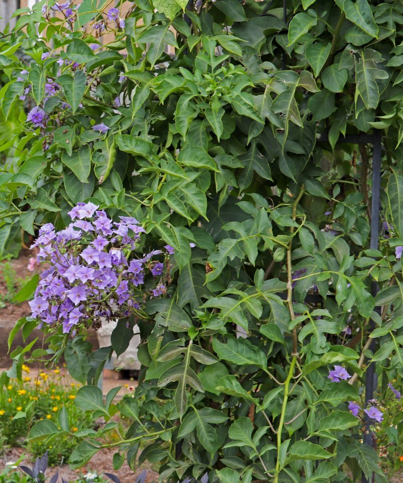Solanum wendlandii