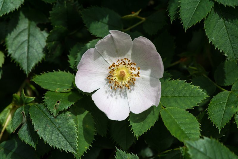 Rosa canina  Rosa canina