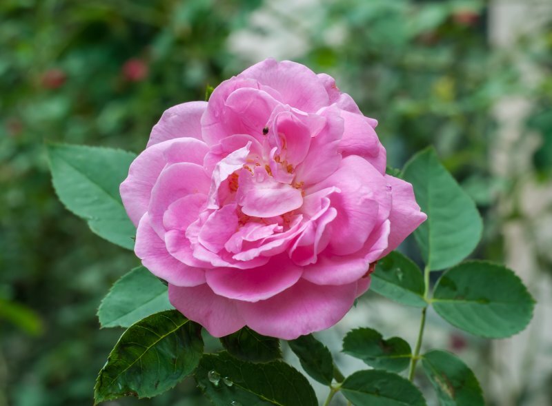Rosa centifolia