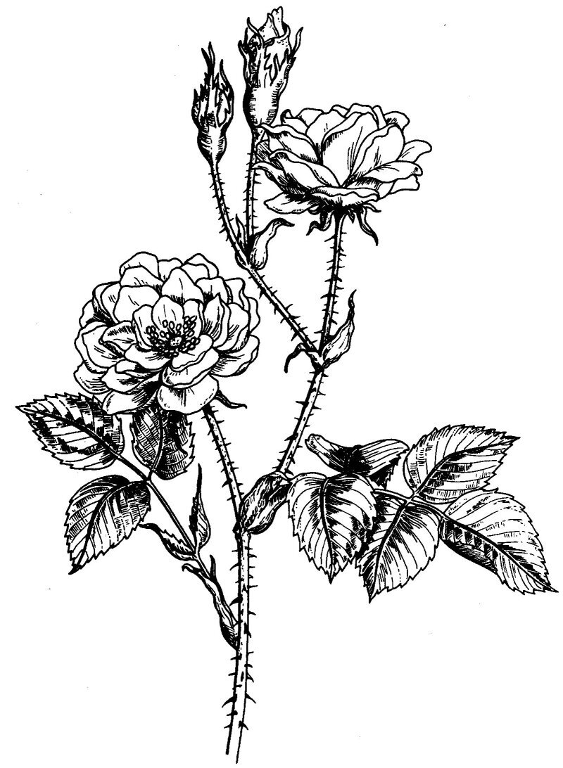 Rosa damascena