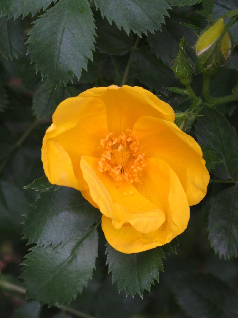Rosa eglanteria