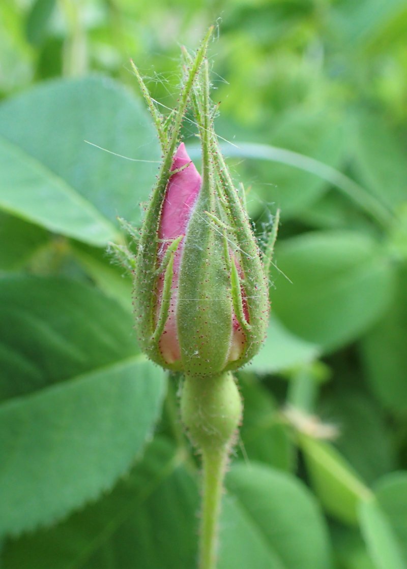 Rosa gallica  Rosa gallica