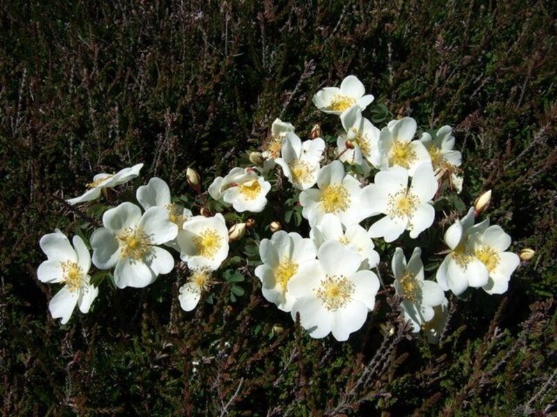 Rosa pimpinellifolia  Rosa pimpinellifolia