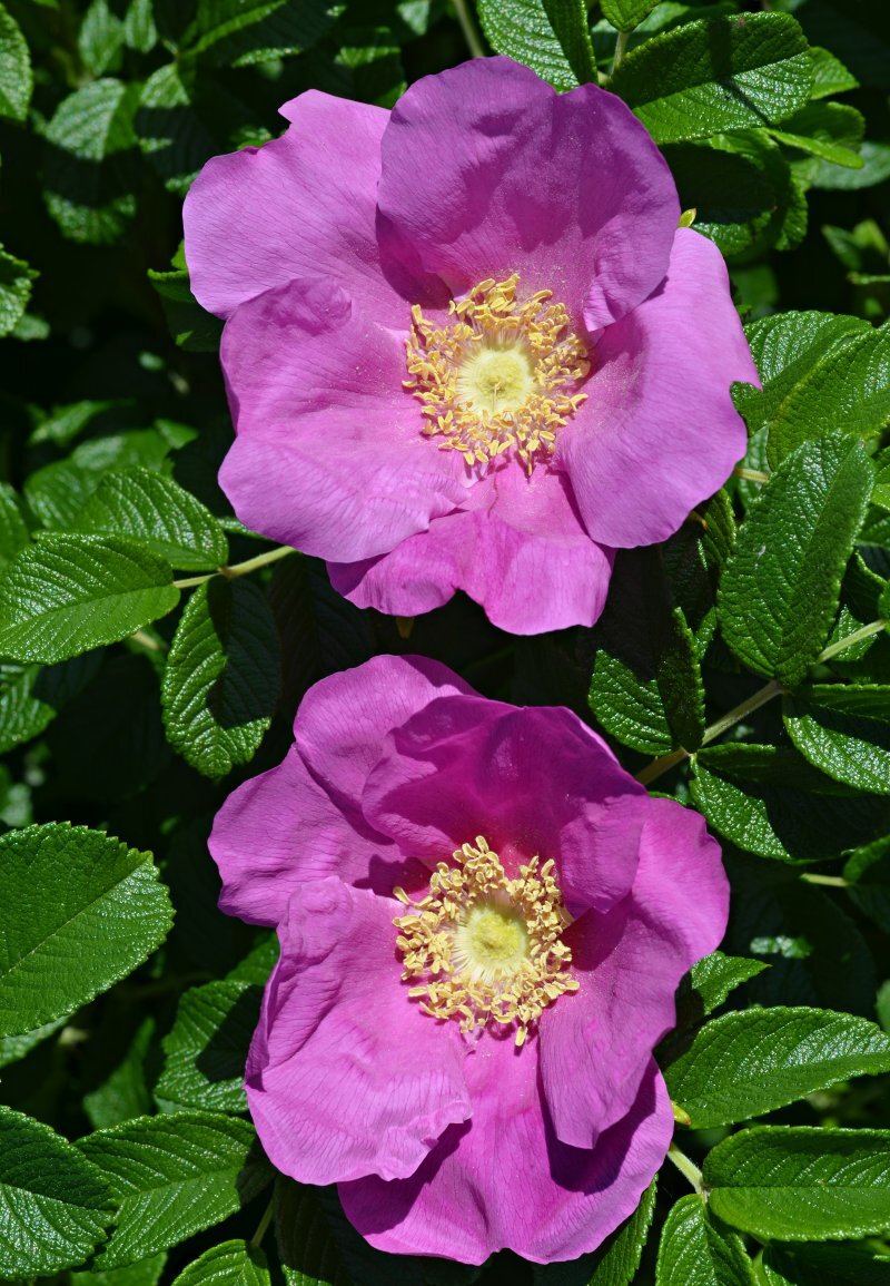 Rosa rugosa  Rosa rugosa