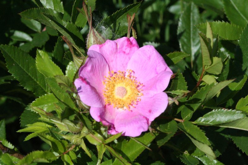 Rosa virginiana
