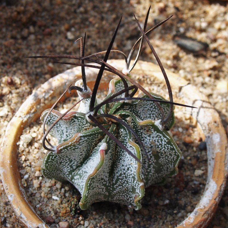 Astrophytum capricorne