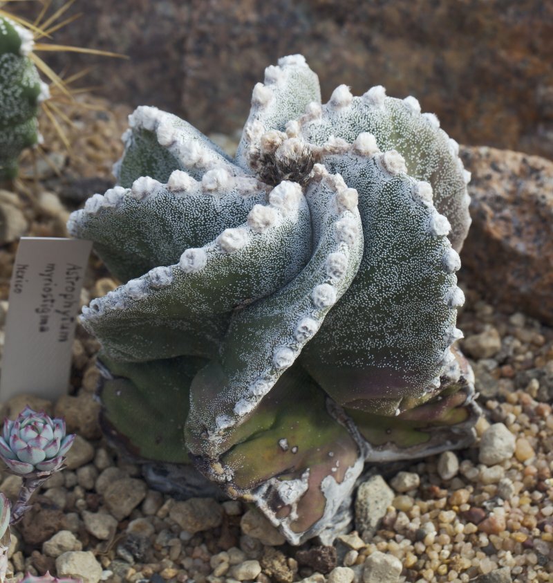 Astrophytum myriostigma
