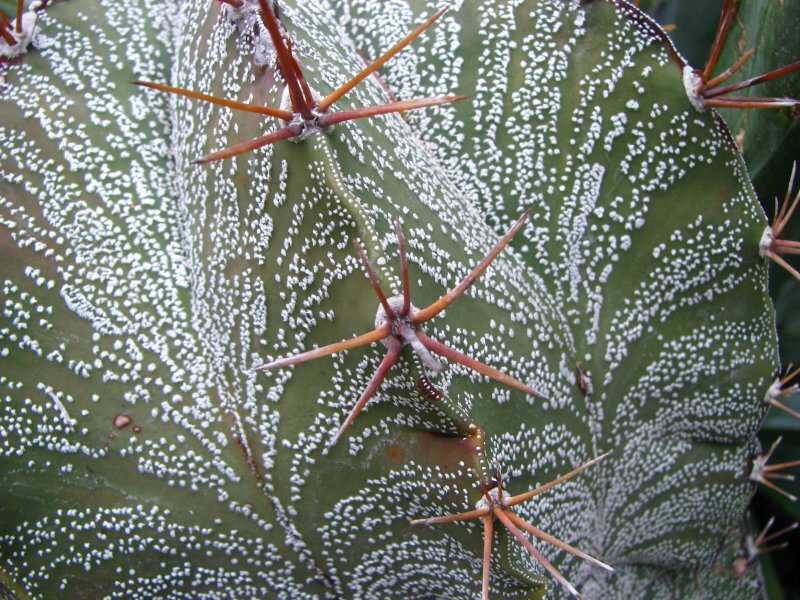 Astrophytum ornatum