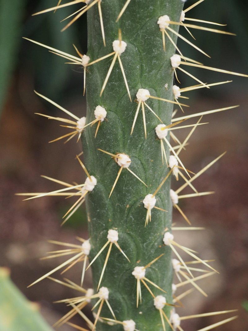 Austrocylindropuntia subulata