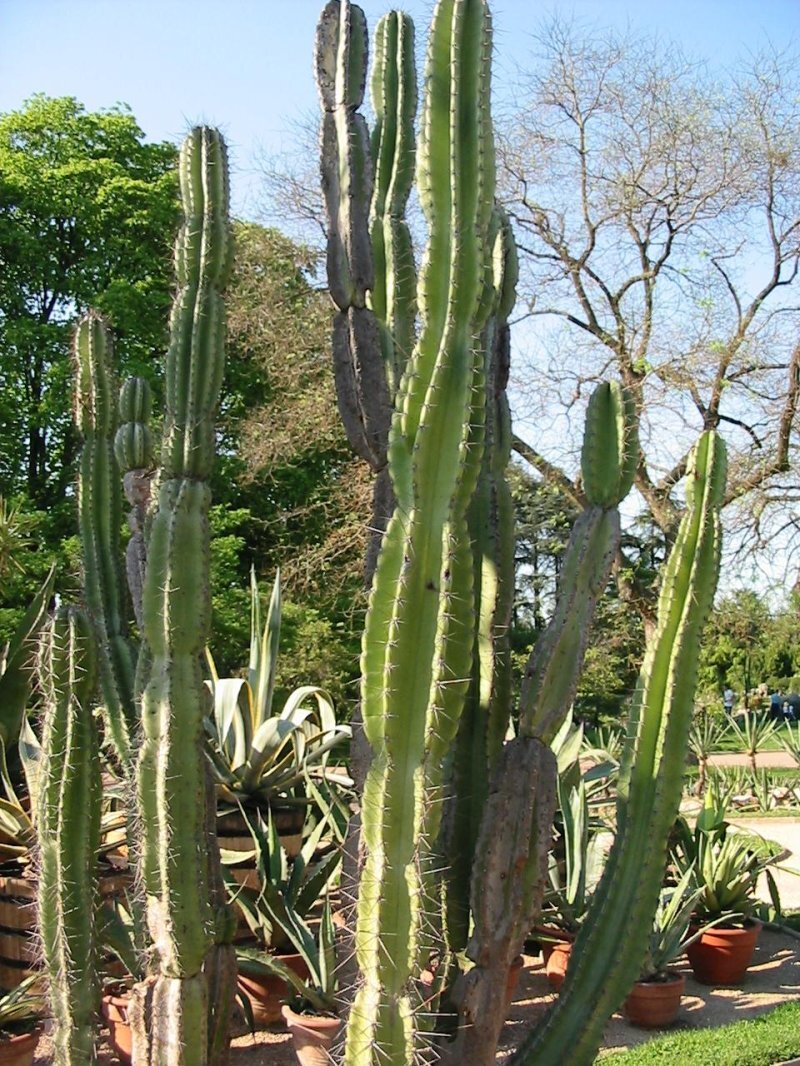 Cereus jamacaru f. Monstruosus