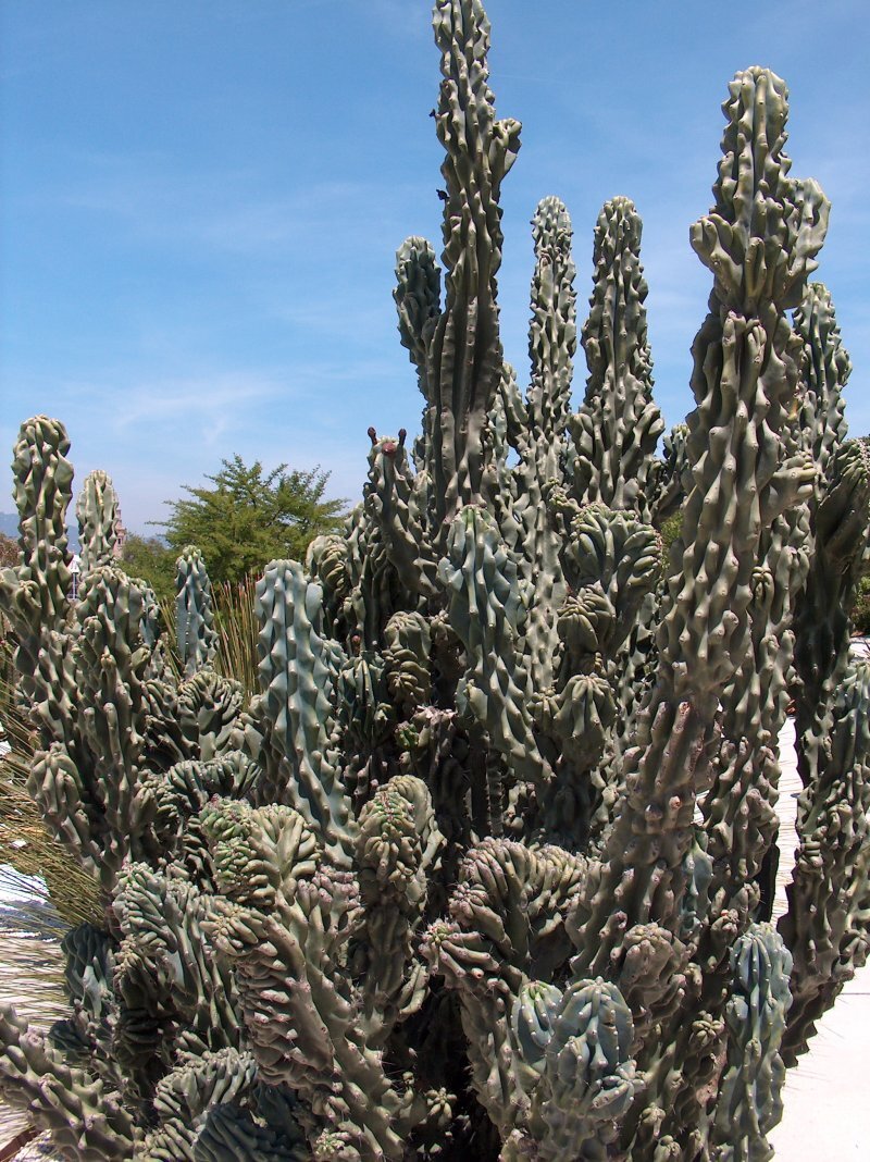Cereus peruvianus var. monstruosus