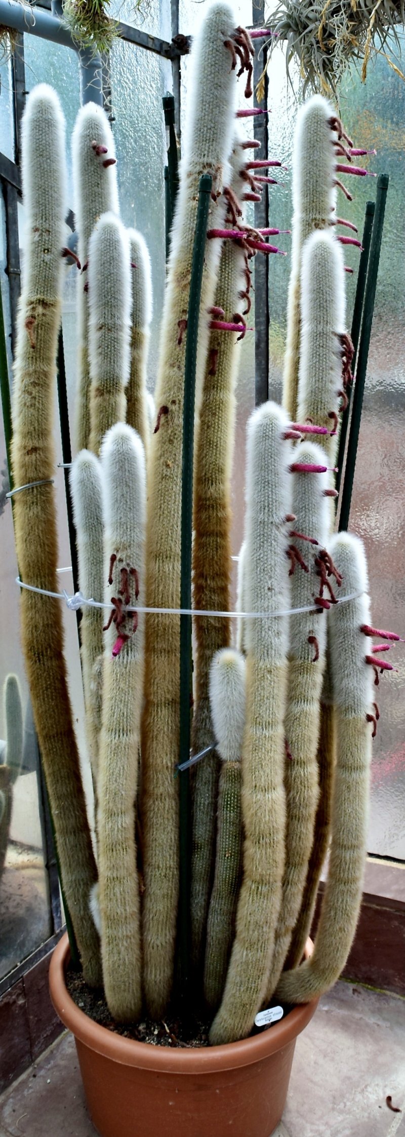 Cleistocactus strausii