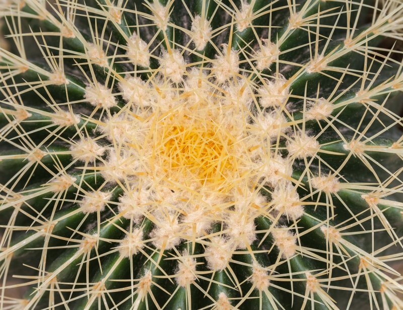 Echinocactus grusonii