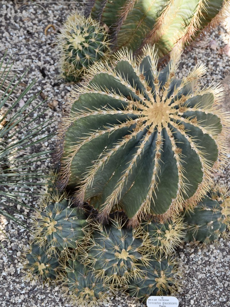 Ferocactus glaucescens
