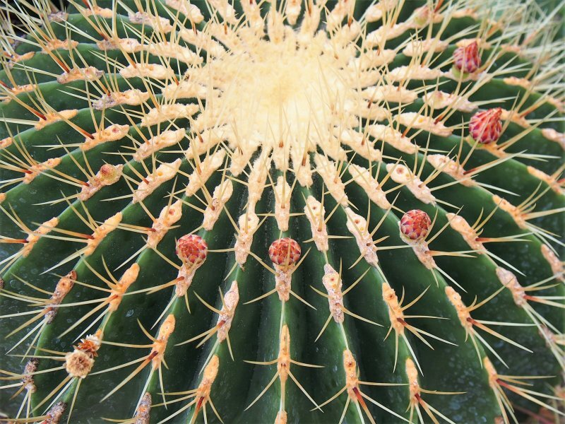 Ferocactus histrix