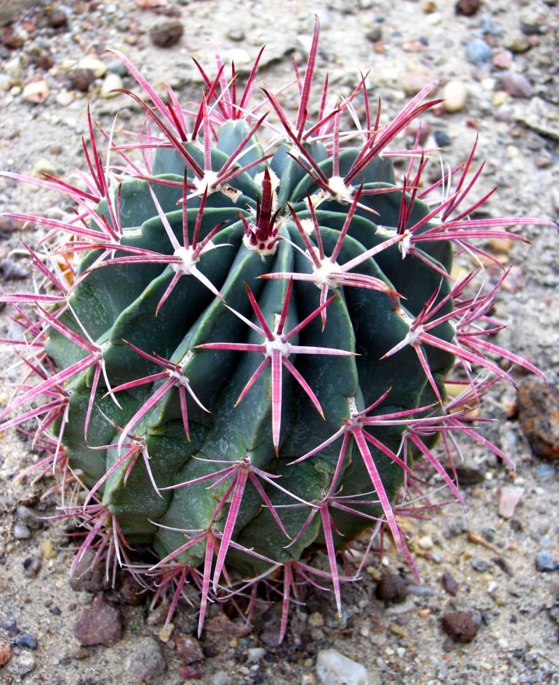 Ferocactus latispinus