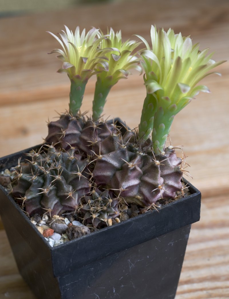 Gymnocalycium mihanovichii