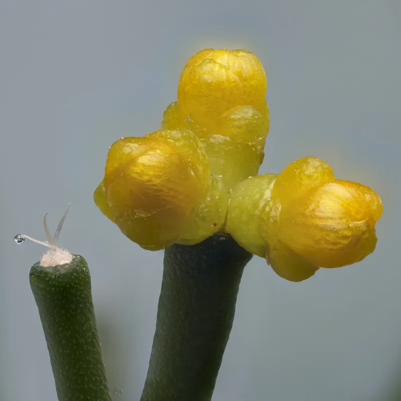 Hatiora salicornioides