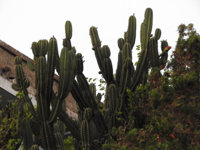 Lemaireocereus marginatus