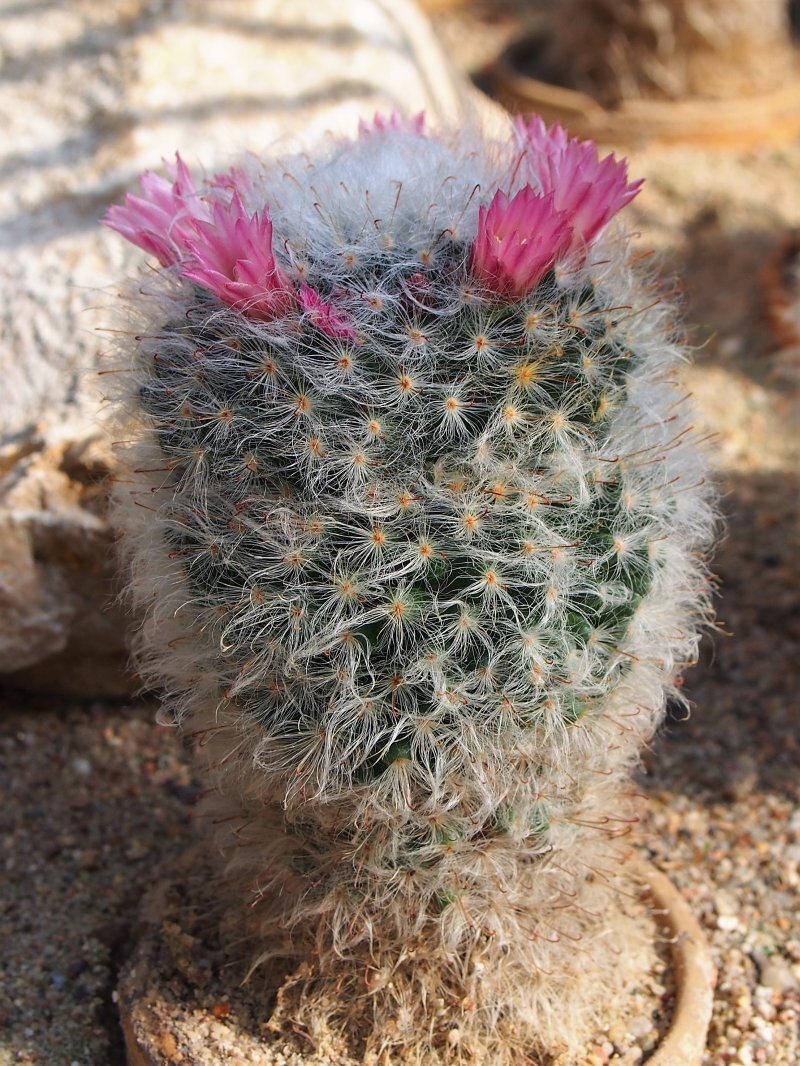 Mammillaria bocasana