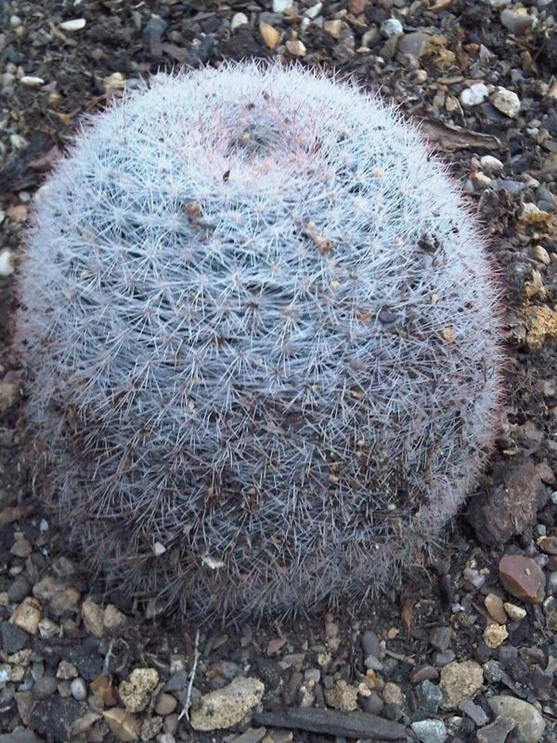 Mammillaria candida