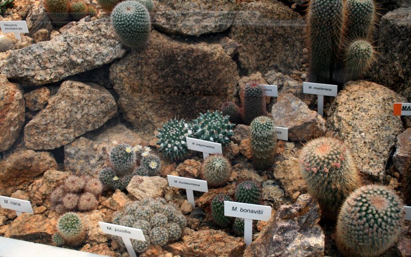 Mammillaria densispina