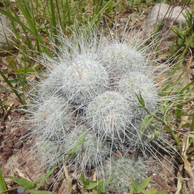 Mammillaria elegans