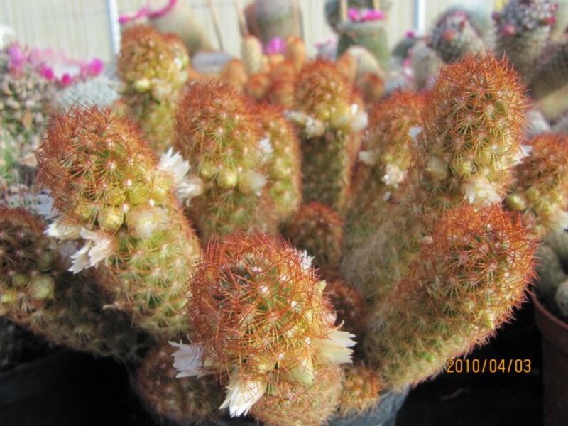 Mammillaria elongata