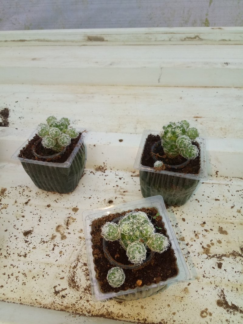 Mammillaria gracilis