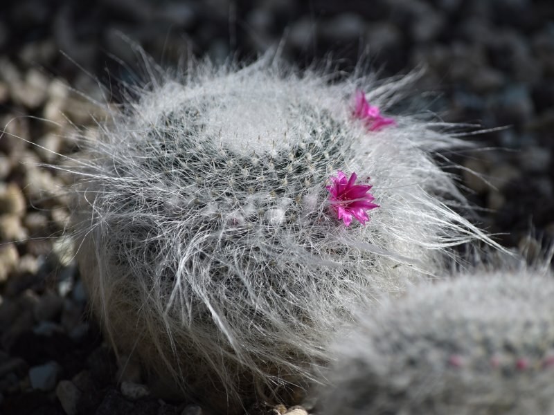 Mammillaria hahniana