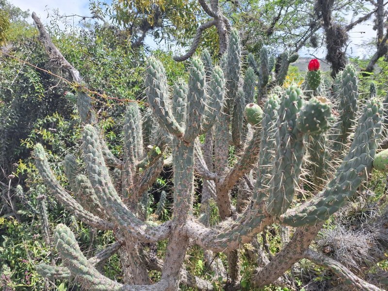 Opuntia cylindrica