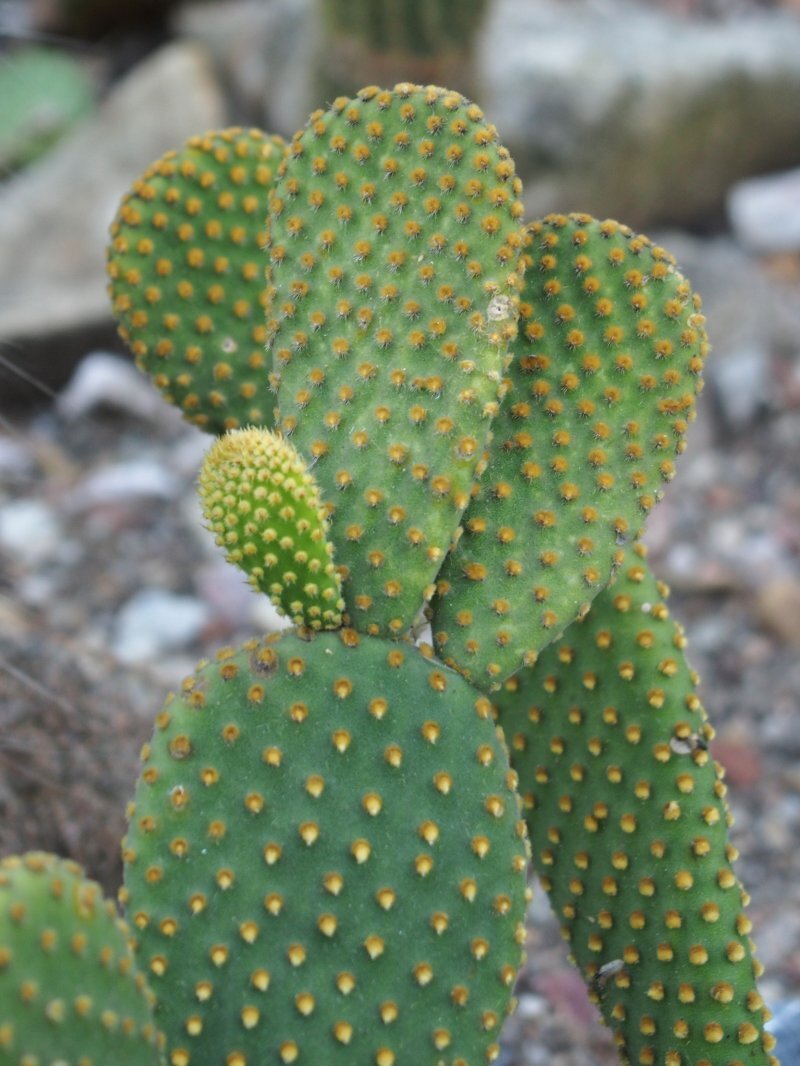 Opuntia microdasys