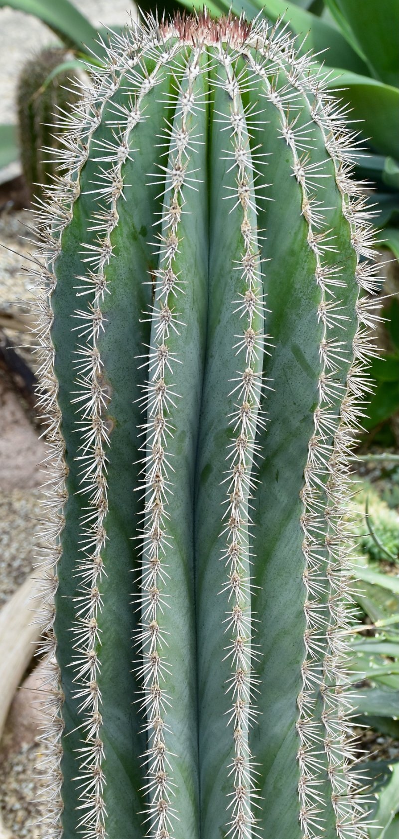 Pachycereus pringlei