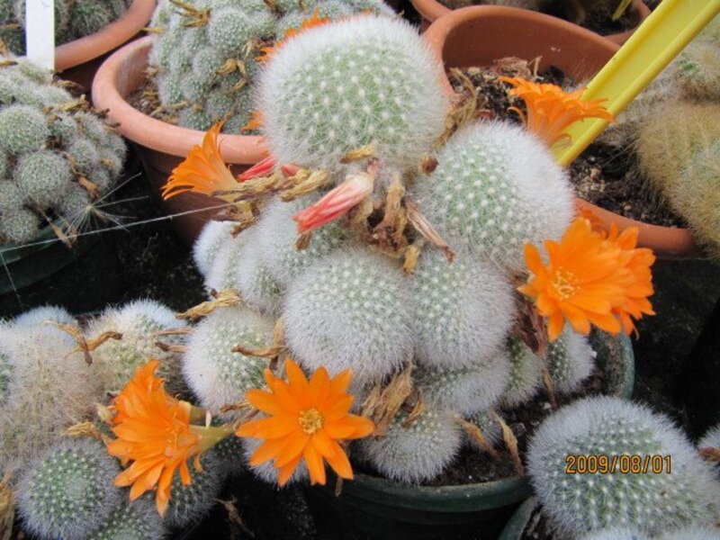 Rebutia senilis