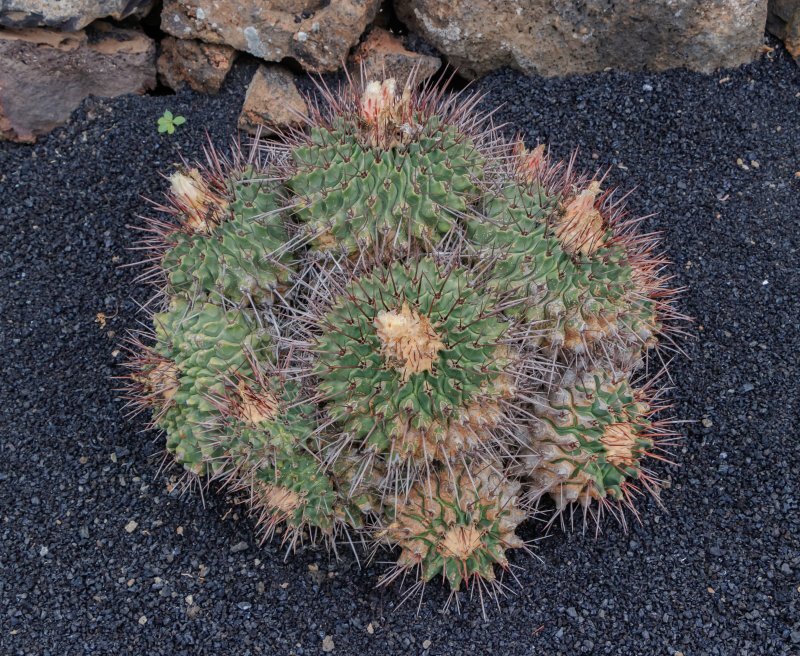 Thelocactus matudae