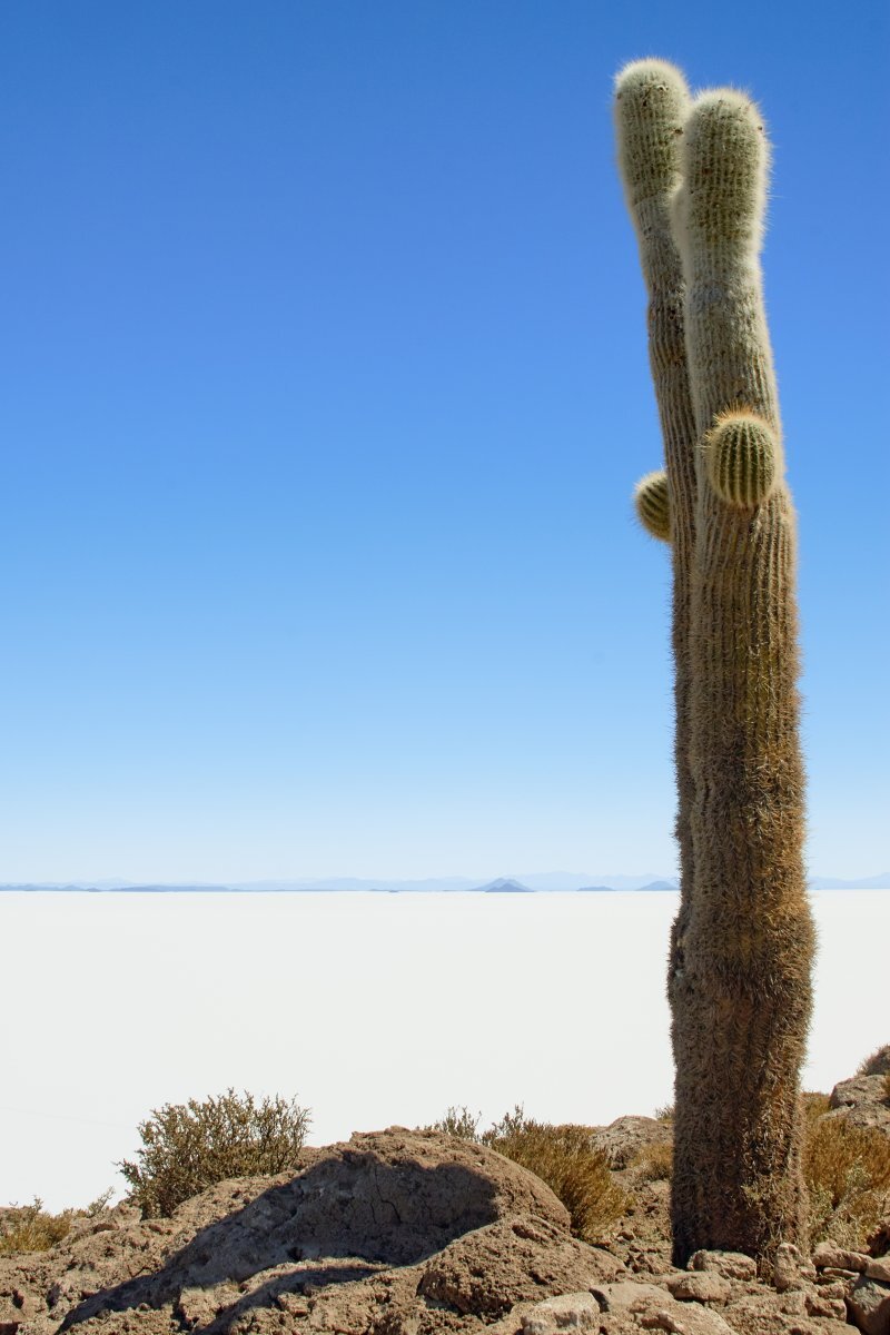 Trichocereus pasacana