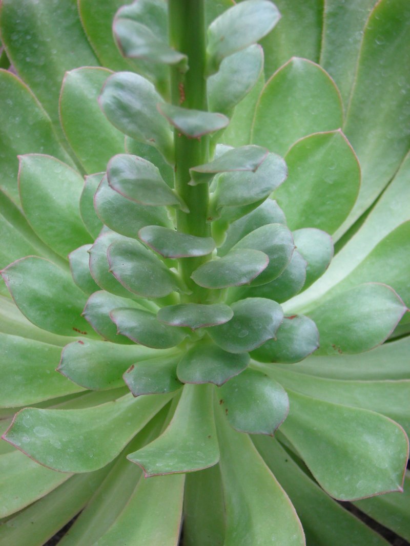 Aeonium canariense