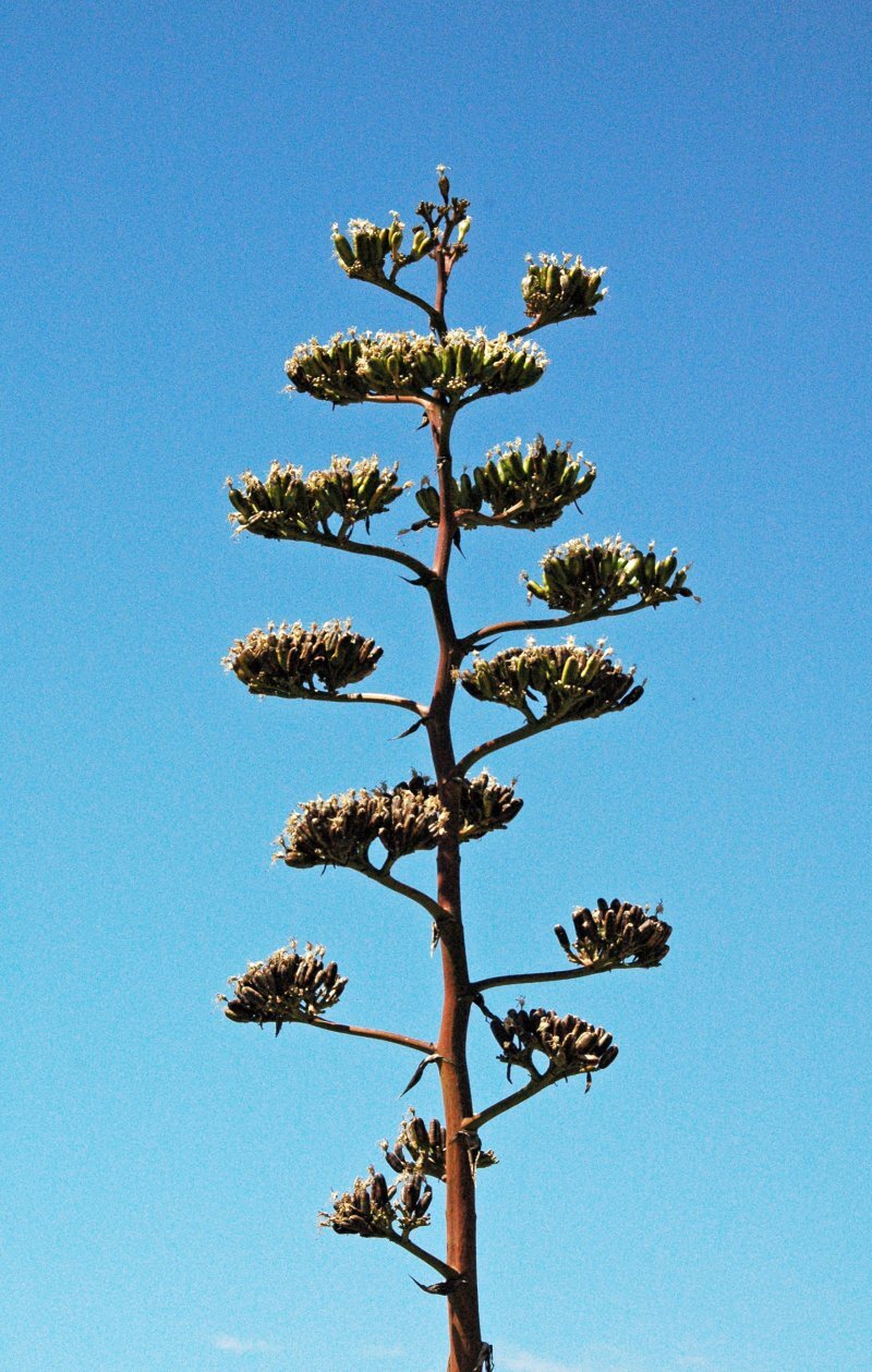 Agave parryi
