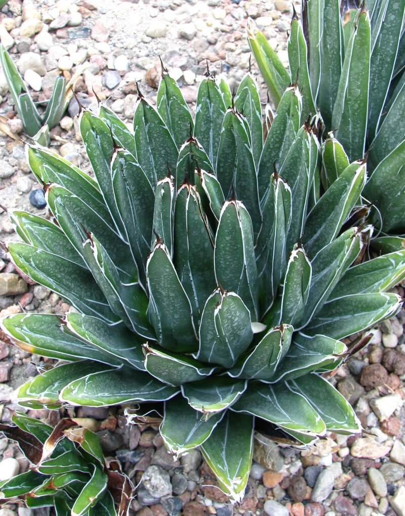 Agave victoriae-reginae